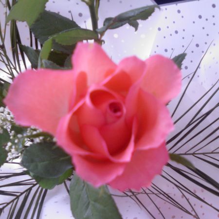 Rose of love